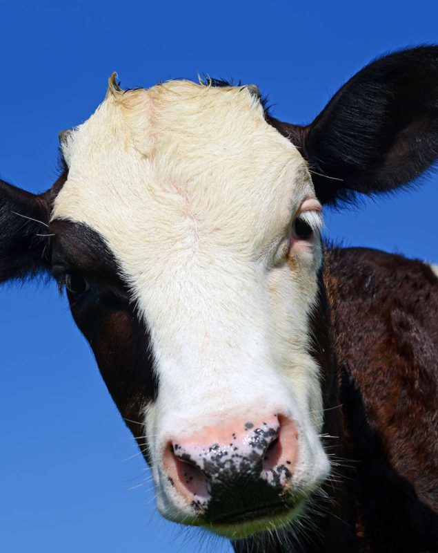 Cow facing the camera in front of a blue sky