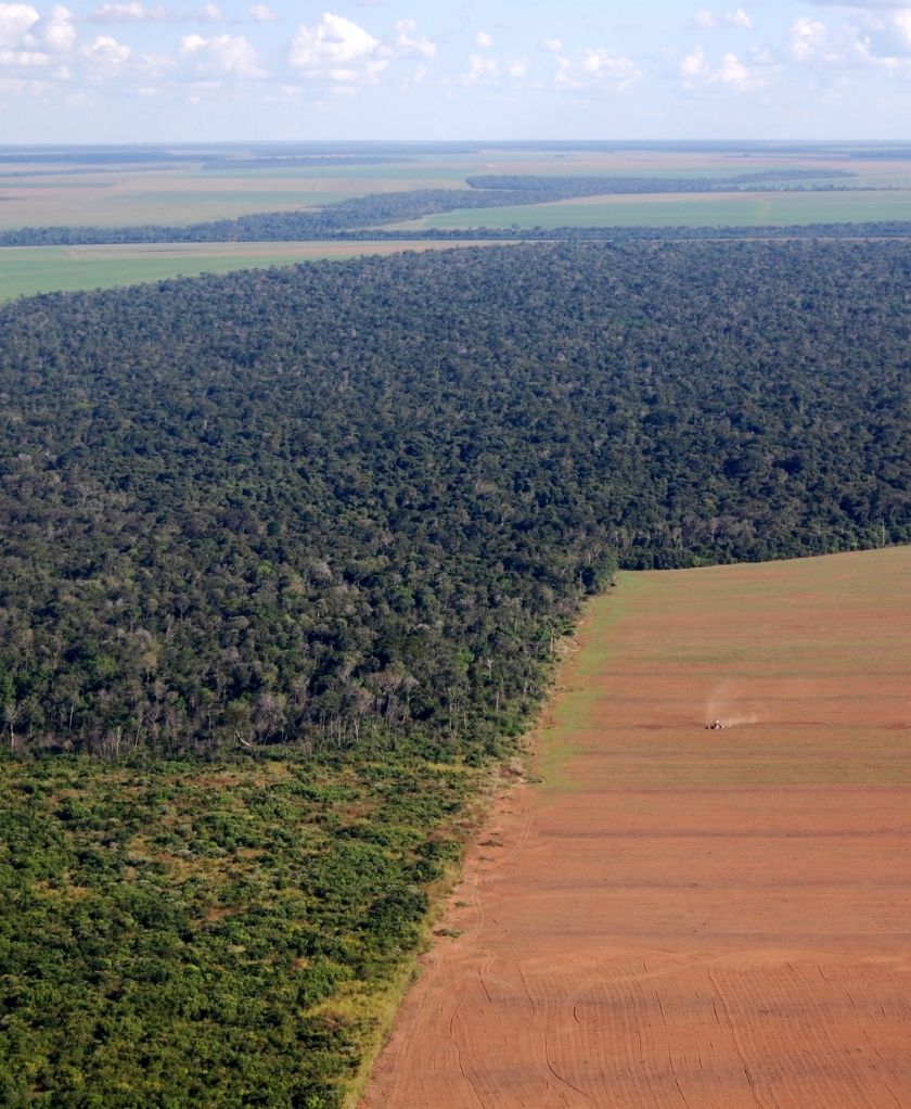 Floresta sendo desmatada para avanço da pecuária COP30 shutterstock 19735894