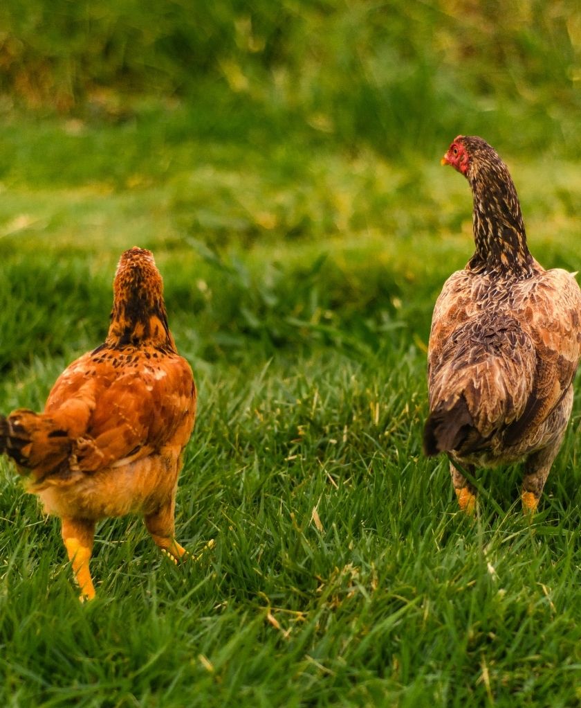 Galinhas soltas em ambiente natural