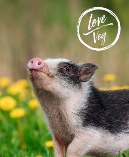 Porquinho olhando para cima