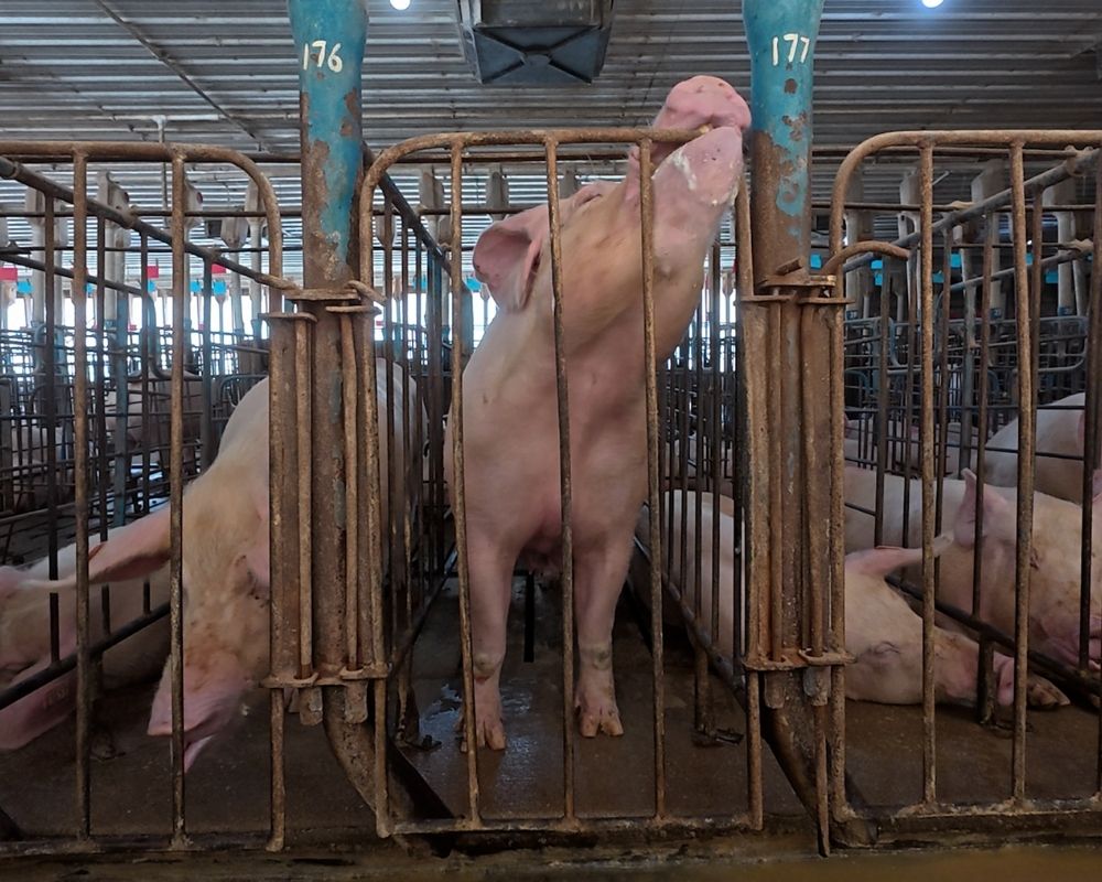 Mãe porca presa em gaiola de gestação
