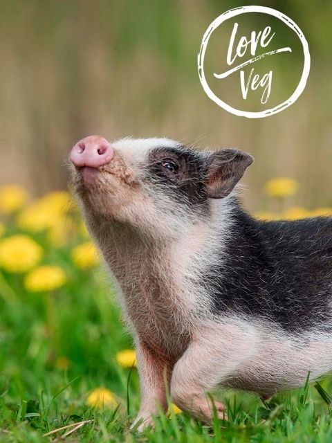 Porquinho olhando para cima em ambiente natural
