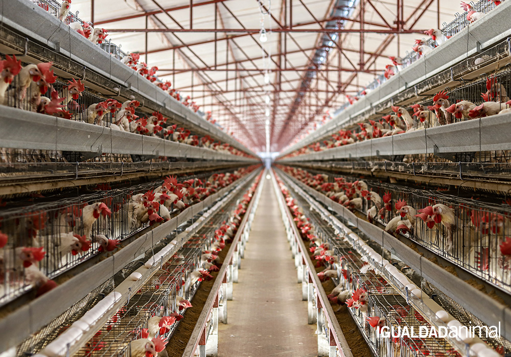 Alimentação à base de plantas reduz o risco de doenças zoonóticas