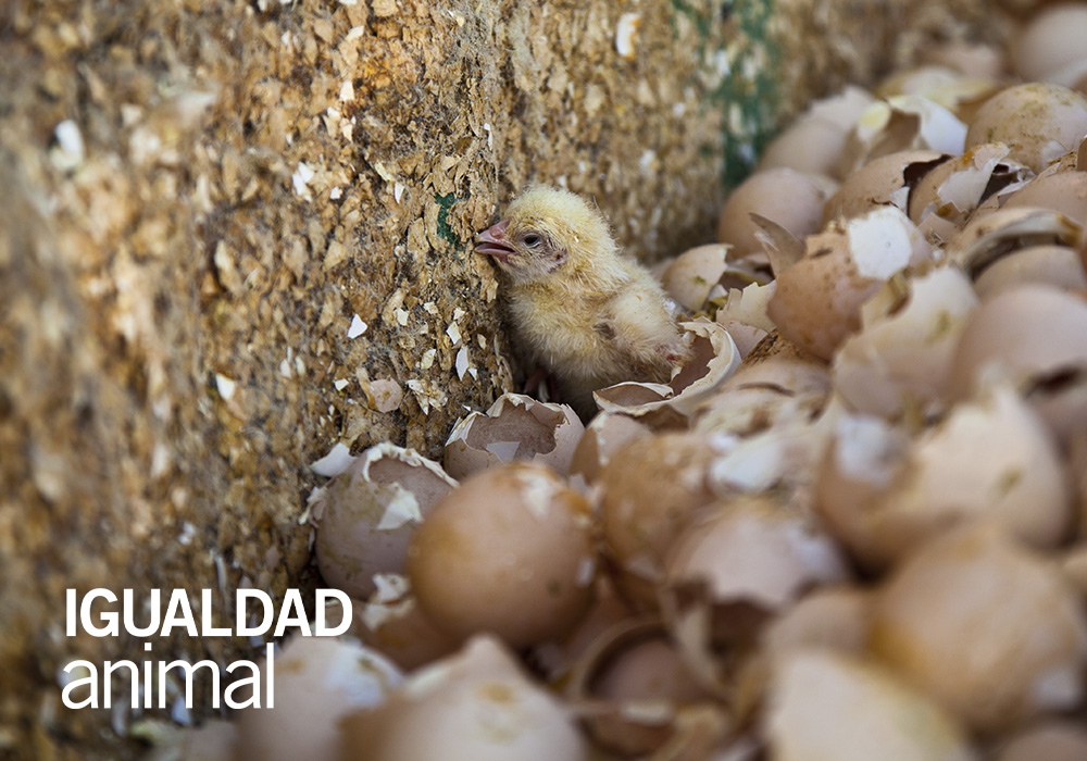 Dicas para Evitar o Desperdício de Alimentos