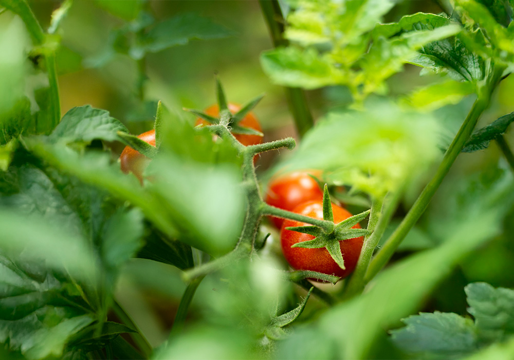 Agricultura