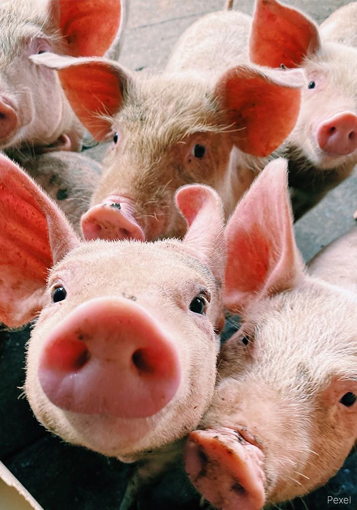 Dia Mundial da Alimentação: Celebrando sabores, memórias e compaixão